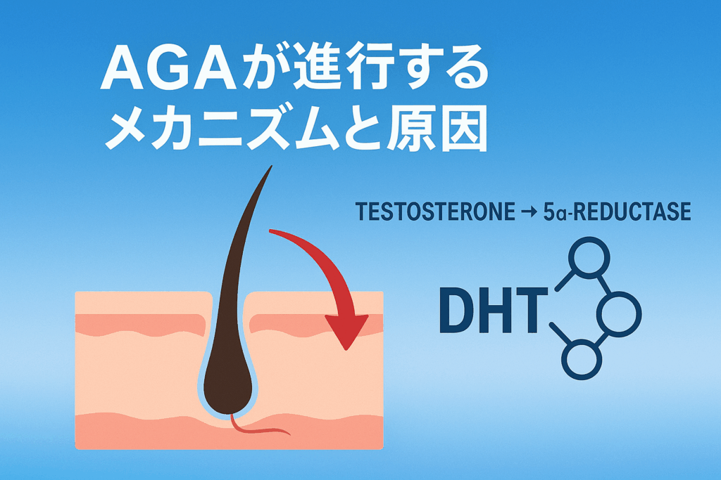 AGAが進行するメカニズムと原因